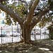 Parco di Bonaria in Cagliari city