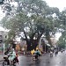 Cây đa Triệu nữ vương trong Thành phố Đà Nẵng thành phố
