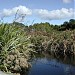 Nga Manu Nature Reserve