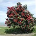 Paraparaumu Beach