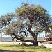 Algarrobo Historico en la ciudad de Municipio de Santo Tomé