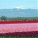 Skagit Valley