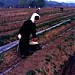 Agricultural Cooperative of Common Agricultural Exploitation Tyherou (A.S.K.G.E.T.) www.askget.gr στην πόλη Τυχερό Έβρου