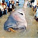 Landing Site of Megamouth Shark 11 in Cagayan de Oro city