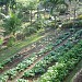 Gardens of Malasag Eco-tourism Village in Cagayan de Oro city