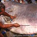 Dissection and Burial Site of Megamouth Shark 28 in Cagayan de Oro city