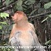 Labuk Bay Proboscis Monkey Sactuary