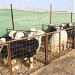 Ezbat alhay (عزبة الحاي) في ميدنة مدينة العين 
