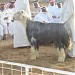 Ezbat alhay (عزبة الحاي) في ميدنة مدينة العين 