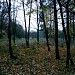 Park in Prochowice city