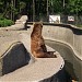 Brown bear pit in Warsaw city