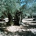 Monumental Olive Trees