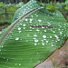 Pranavam  in Kozhikode city