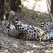 High Altitude Zoo in Nainital city