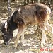 High Altitude Zoo in Nainital city