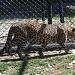 High Altitude Zoo in Nainital city