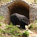 High Altitude Zoo in Nainital city