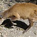High Altitude Zoo in Nainital city
