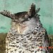 High Altitude Zoo in Nainital city