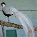High Altitude Zoo in Nainital city