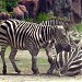 Virginia Zoo in Norfolk, Virginia city