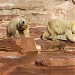 Polar bear enclosure