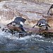 Pinguine in Stadt Nürnberg