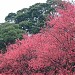 Apricot Field 杏花林 (en) 在 台北市 城市 