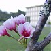 Cerezos Japoneses (Árboles de Sakura) (en) en la ciudad de Caracas