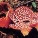 Rafflesia Forest Reserve