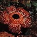 Rafflesia Forest Reserve