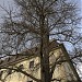 Goethe-Ginkgo (de) in Weimar city