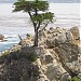 Lone Cypress Tree