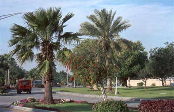 سكن ارامكو السعودية وتلال الظهران الظهران منجم