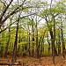 Red Spring Woods Preserve in Glen Cove, New York city