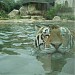 Mike The Tiger in Baton Rouge, Louisiana city