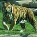 Mike The Tiger in Baton Rouge, Louisiana city