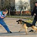 Dog Training Center Gunther in Zhytomyr city
