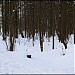Пойма притока Попова ручья с отвершком (ru) in Moscow city
