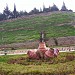Hama Castle in Hama city