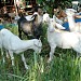 Saanan Goat Farm in George Town city