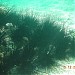 Лагуна с кораллами и рыбами в городе Шарм-эш-Шейх