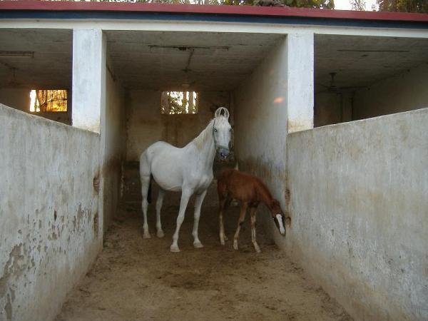 Patel Stud Farm Stables Bopal