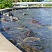 Cayman Turtle Farm