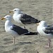 Cabrillo outer beach in Los Angeles, California city