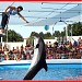 Dolphinarium