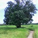 My Favourite Mango Tree (mr) in Vengurla city
