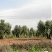  المرشقه في ميدنة صما 