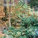 John P. Humes Japanese Stroll Garden in Mill Neck, New York city