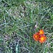 Wildblumen im Rasen von Vallstedt in Stadt Vallstedt